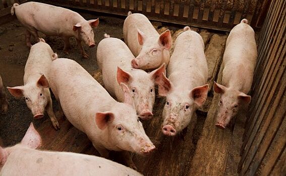 Свиньям измеряют температуру в Сузуне, опасаясь африканской чумы