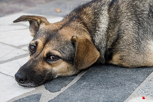 «Собаку поили водкой и травили ядом»: в Волгограде спасают умиравшее животное