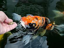 Для рыбоводных предприятий РФ разрабатывают отечественные корма