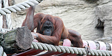 Малайзия намерена внедрить «дипломатию орангутангов»