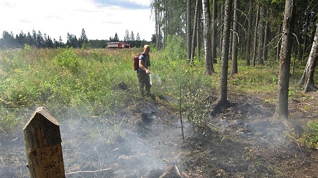 В Подмосковье на прошлой неделе ликвидировали один лесной пожар