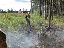 В Подмосковье на прошлой неделе ликвидировали один лесной пожар