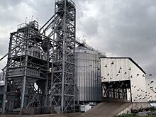 К 2026 году весь красноярский рапс будет перерабатываться в регионе