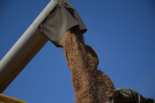 Предприятие «Рассвет» первым в Выселковском районе приступило к уборке озимой пшеницы
