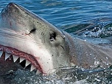 Людям, боящимся акул,  надо выбирать отдых на Черном море