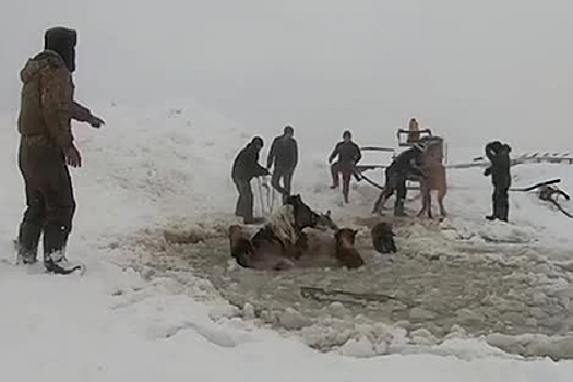 Спасение провалившихся под лед лошадей россиянами попало на видео