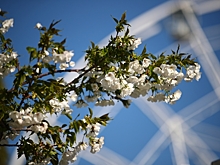 Почему после бурного цветения вишни остается мало завязей