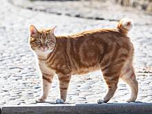 Кошки захватили криптоферму и лишили ее владельца миллионов долларов