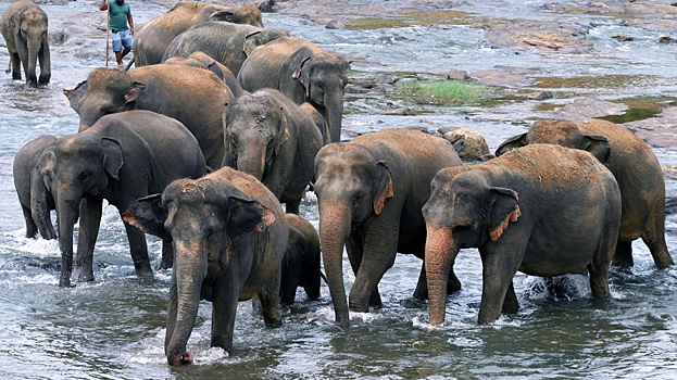 Дикий слон напал на россиян на Шри-Ланке