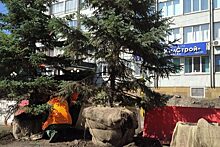 На улице Маерчака в Красноярске пересадили ёлки