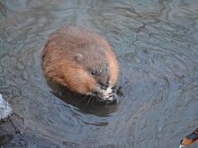 Знакомьтесь, ондатра. Новый житель парка Южное Бутово
