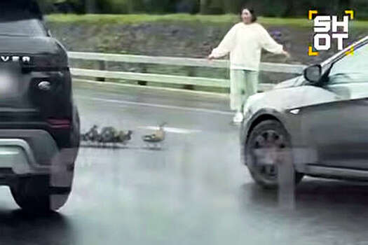 На МКАД на видео попало, как женщина перекрыла дорогу, чтобы спасти уток