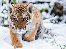 В ТЦСО «Щукино» покажут фильмы о тиграх