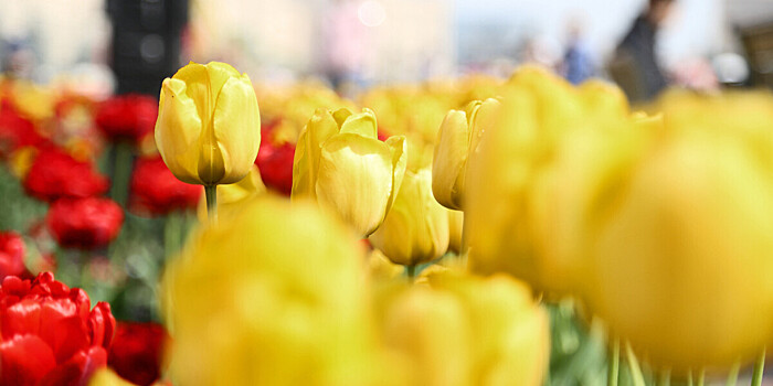 Более 170 тысяч луковиц высадили к фестивалю тюльпанов в Петербурге