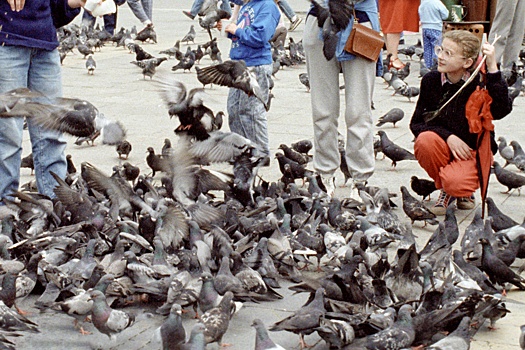 Власти Кракова хотят кормить голубей контрацептивами для контроля их численности