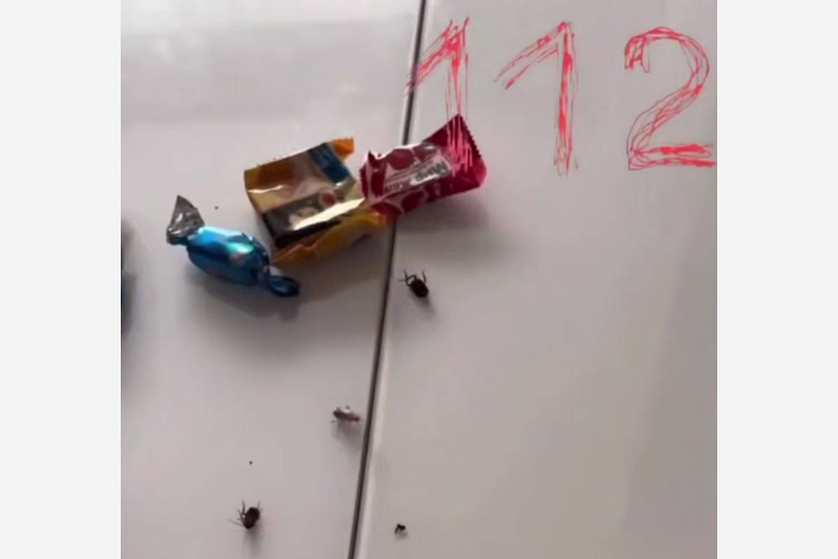 Видео с тараканами в новогоднем подарке из российского детсада проверили на подлинность