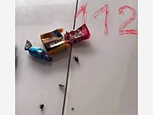 Видео с тараканами в новогоднем подарке из российского детсада проверили на подлинность