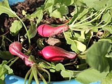 Огород на подоконнике: как ижевчане выращивают базилик, черри, редис