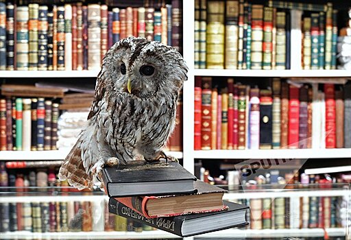 Три книги от министра культуры Грузии разным поколениям