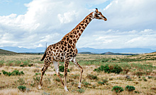 Из-за чего жирафы могут вымереть: пять самых больших угроз