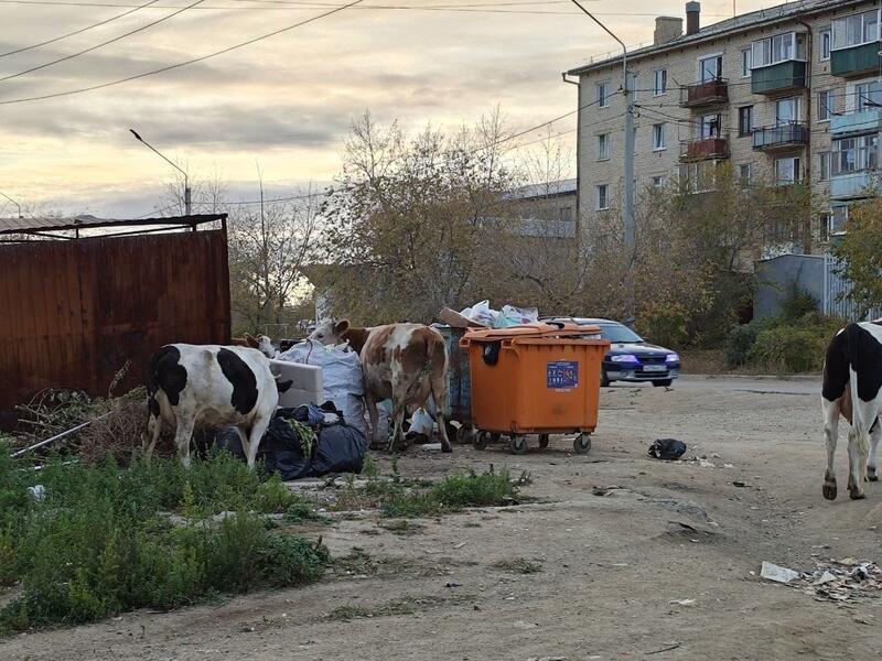 ГРЭС тонет в мусоре