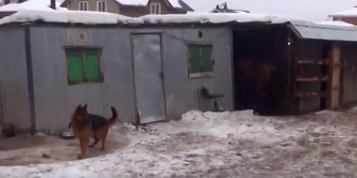 Базу с животными для попрошаек обнаружили в Подмосковье