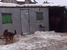 Базу с животными для попрошаек обнаружили в Подмосковье