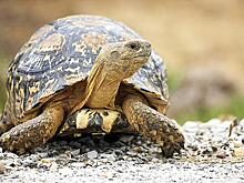 ФСБ перехватила замаскированных под капусту черепах