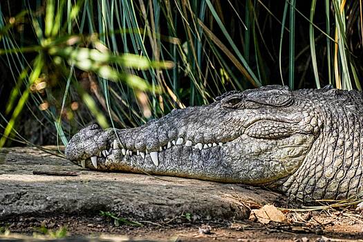 Ученые впервые зафиксировали непорочное зачатие у крокодила