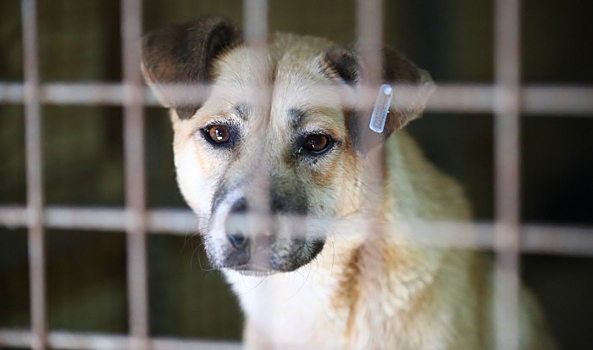 В Волгограде обсудили с общественностью новый закон об обращении с животными