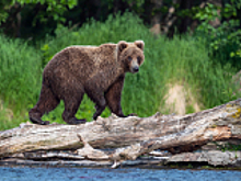 Оголодавшие медведи терроризируют жителей Камчатки