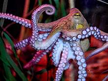 Ученые воссоздали редкий пигмент, отвечающий за маскировку осьминогов