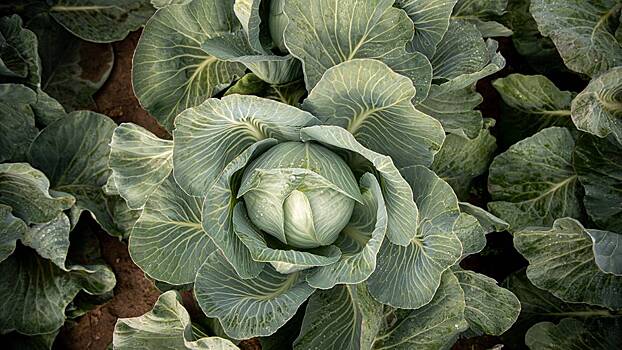 Народный календарь. Почему нужно собирать капусту на день Воздвижения Креста, 27 сентября