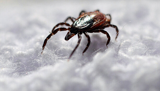 Сезон клещей: в Карелии более 2800 человек пожаловались на укусы кровососущих насекомых
