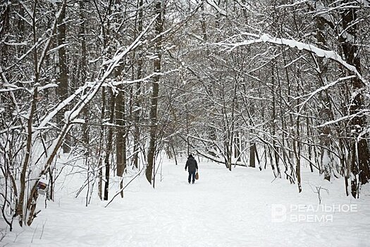 В 2024 году в Татарстане восстановили 4,9 тыс. га леса