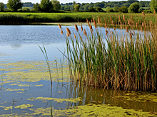В Мордовии сохраняют уникальные водные объекты в рамках нацпроекта