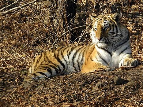 Видео: тигр пришел к трактористам в пригороде Артема
