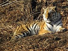 Видео: тигр пришел к трактористам в пригороде Артема