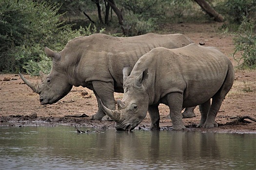 #мимимидня: носорог-меломан играет песни на мини-пианино верхней губой