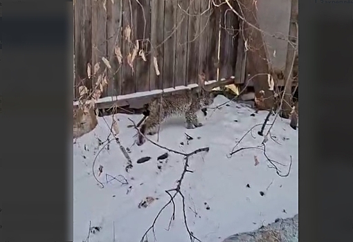 В Райчихинске заметили рысь: животное хотят отловить