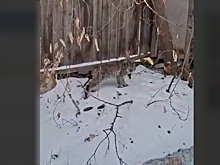 В Райчихинске заметили рысь: животное хотят отловить