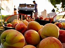 Россельхознадзор уполномочен заявить: Азербайджан завозил в Россию вредителей