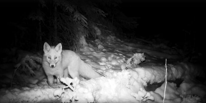 В заснеженном лесу Воткинского района в фотоловушки попали зайцы, лиса и лосиха