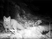 В заснеженном лесу Воткинского района в фотоловушки попали зайцы, лиса и лосиха