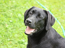 Как уберечь питомца от «стригущего лишая»