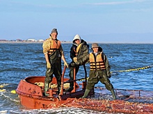 Результаты лососевой путины в Хабаровском крае стали лучшими за восемь лет