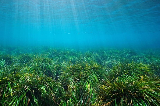 Морские водоросли помогают очищать море от пластика