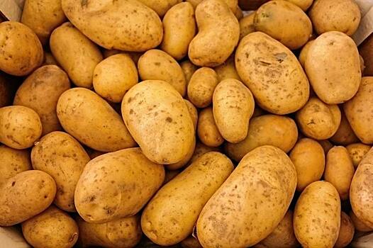 Изучением и внедрением северных сортов картофеля займутся в Коми