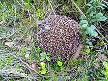 Жители Молжаниновского сфотографировали ежика