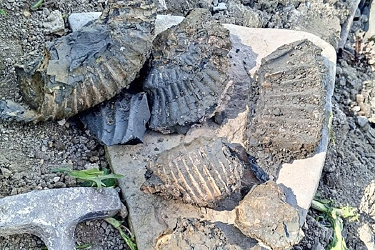 Горные породы возрастом 150 млн лет обнаружили в Самарской области